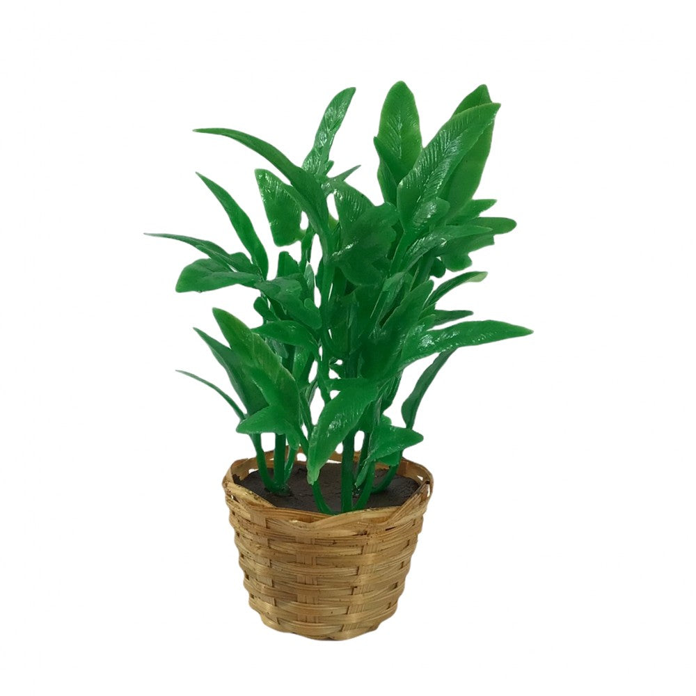 Miniature Bushy Plant in Basket
