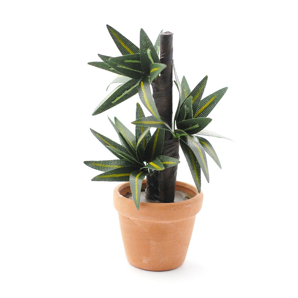 Miniature Variegated Yucca Plant in Pot - I Want That Present