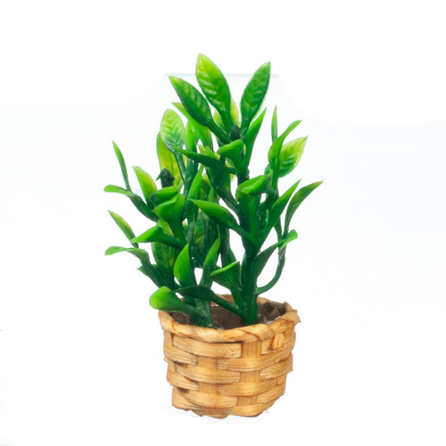 Miniature Bamboo Plant in Basket