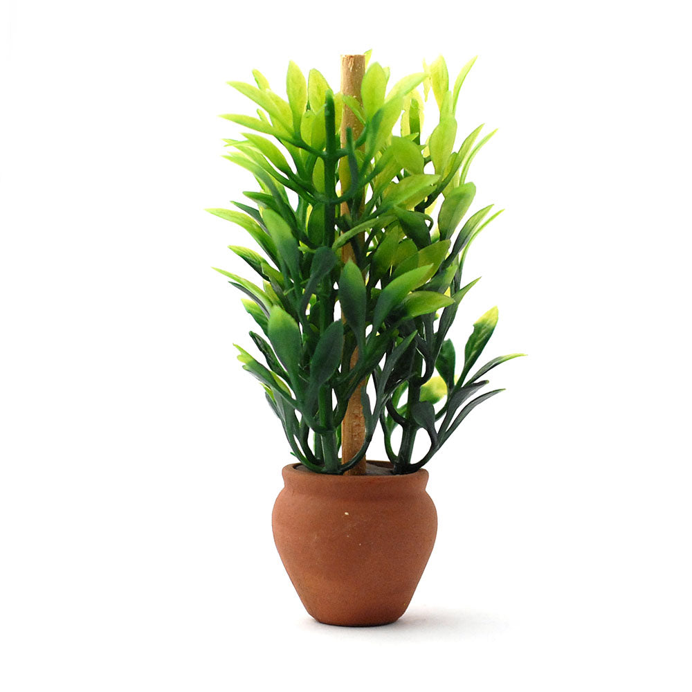 Miniature Plant in Terracotta Pot